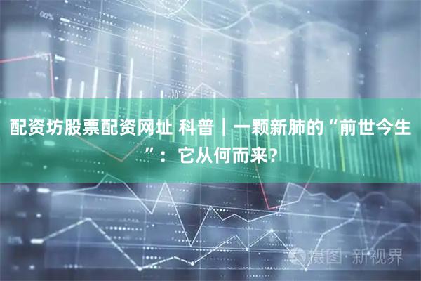 配资坊股票配资网址 科普｜一颗新肺的“前世今生”：它从何而来？